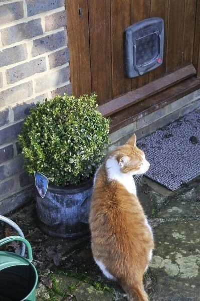 CAT. Cat sitting by a plant pot outside its cat flap