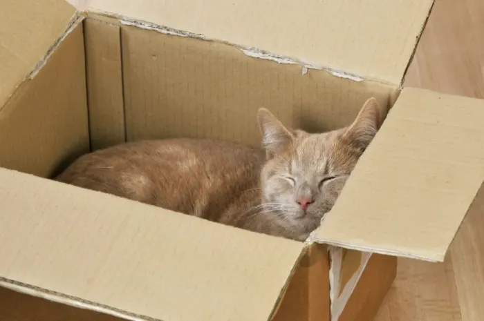 Framed Print : CAT. Cat sleeping in a cardboard box Framed Print : CAT. Cat sleeping in a cardboard box