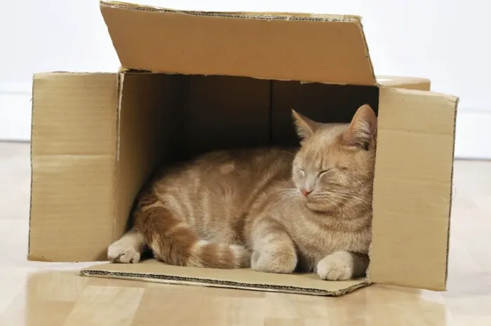 Framed Print : CAT. Cat sleeping in a cardboard box Framed Print : CAT. Cat sleeping in a cardboard box