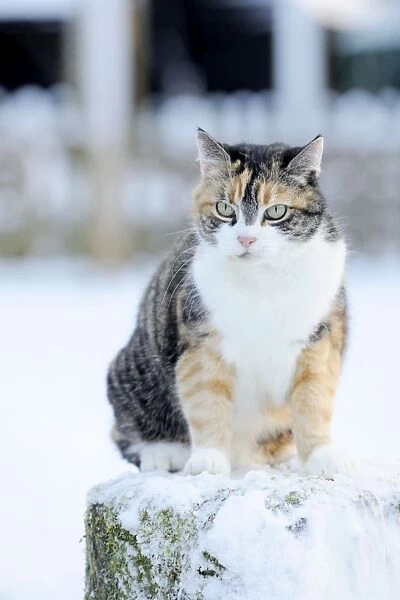 Cat - Cat on snow covered stump