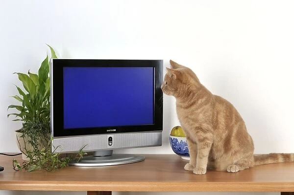 CAT. Cat watching TV