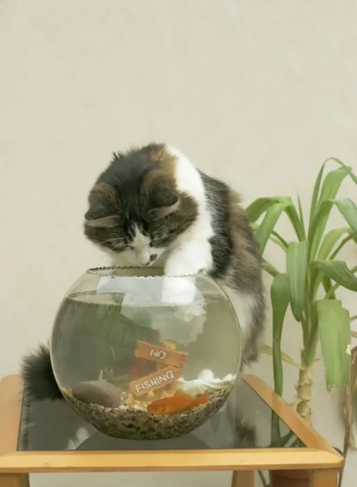 Framed Print : Cat Catching goldfish in bowl Framed Print : Cat Catching goldfish in bowl