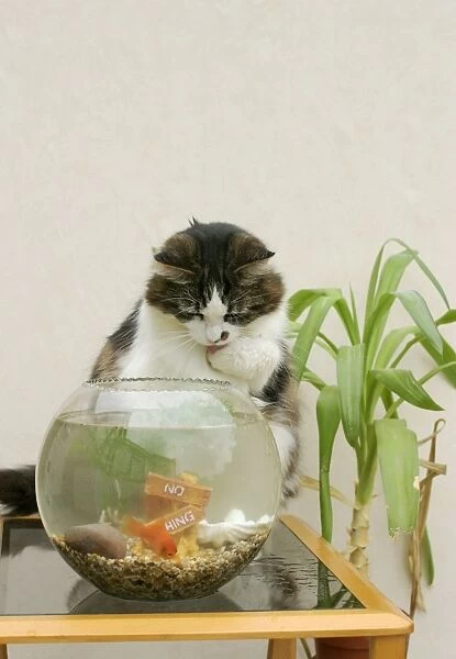 Cat - Catching goldfish in bowl