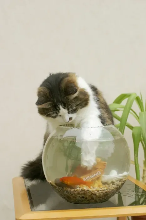 Framed Print : Cat Catching goldfish in bowl