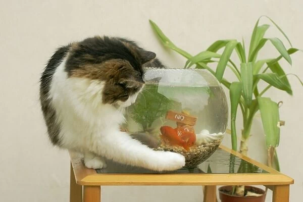 Cat Catching goldfisn in bowl