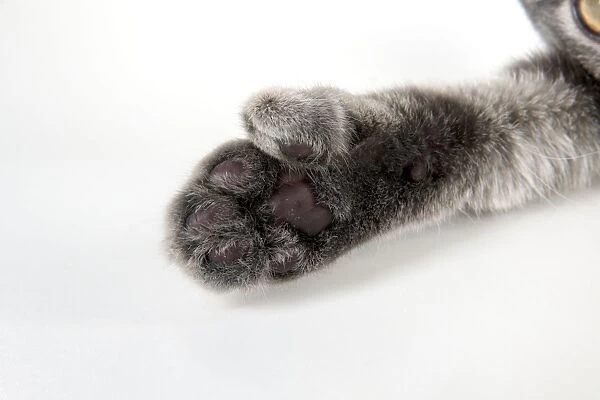 CAT - Cats foot with extra toe (six)