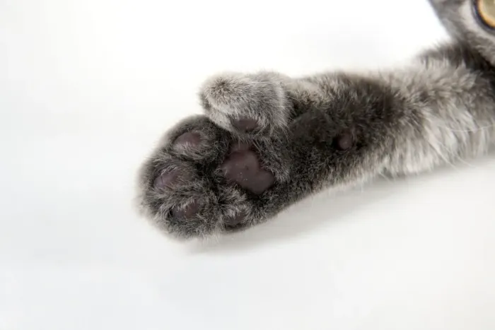 Framed Print : CAT - Cats foot with extra toe (six) Framed Print : CAT - Cats foot with extra toe (six)