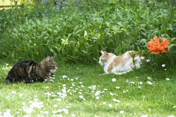 Framed Print : Cat - two cats in stand off, just keeping an eye on each other. Tabby is resident cat ginger & white the interloper Framed Print : Cat - two cats in stand off, just keeping an eye on each other. Tabby is resident cat ginger & white the interloper