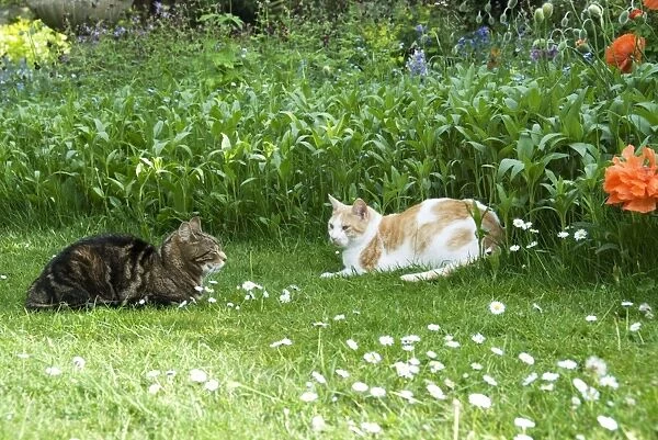 Cat - two cats in stand off, just keeping an eye on each other. Tabby is resident cat ginger & white the interloper