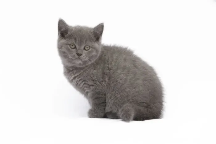 Framed Print : Cat - Chartreux 8 week old kitten in studio Framed Print : Cat - Chartreux 8 week old kitten in studio