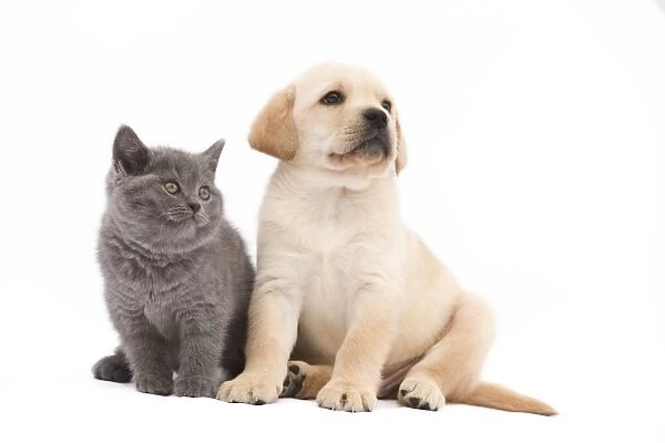 Cat - Chartreux 8 week old kitten in studio with Labrador puppy