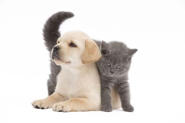 Cat - Chartreux 8 week old kitten in studio with Labrador puppy