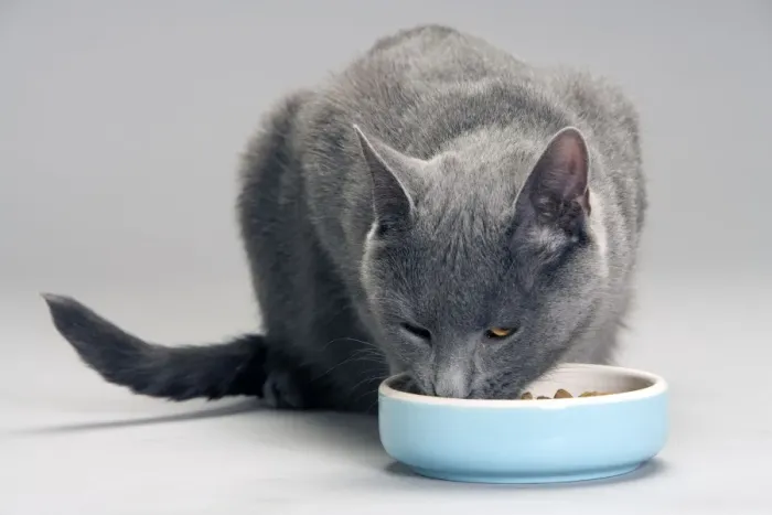 Framed Print : Cat - Chartreux eating food from bowl in studio Framed Print : Cat - Chartreux eating food from bowl in studio