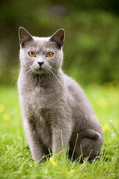 Cat - Chartreux in garden