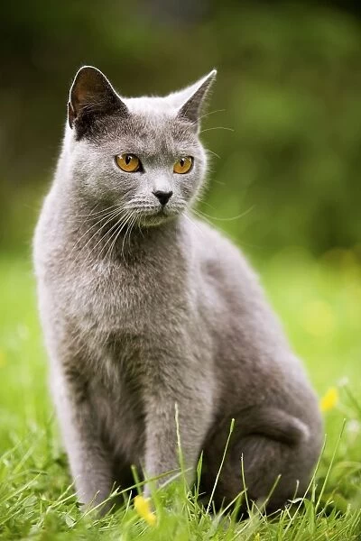 Cat - Chartreux in garden