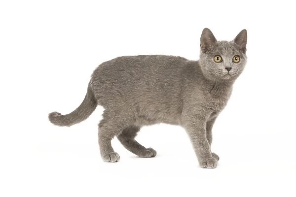 Cat - Chartreux kitten