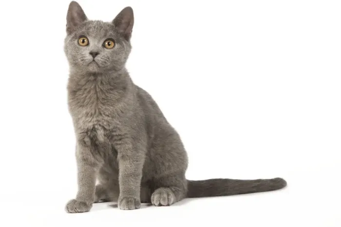 Framed Print : Cat - Chartreux kitten Framed Print : Cat - Chartreux kitten