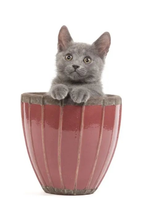 Framed Print : Cat - Chartreux kitten in flowerpot Framed Print : Cat - Chartreux kitten in flowerpot