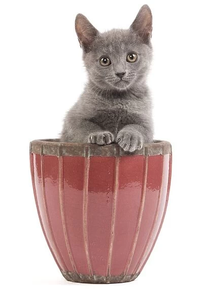 Cat - Chartreux kitten in flowerpot