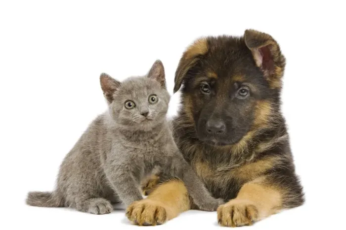 Framed Print : Cat - Chartreux kitten with German Shephern / Alsatian puppy Framed Print : Cat - Chartreux kitten with German Shephern / Alsatian puppy