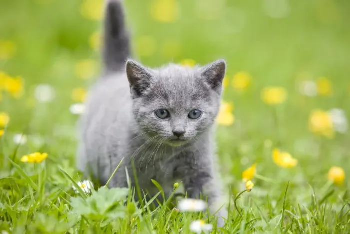 Framed Print : Cat - Chartreux kitten in grass Framed Print : Cat - Chartreux kitten in grass
