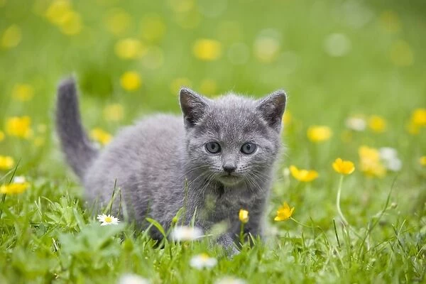 Cat - Chartreux kitten in grass