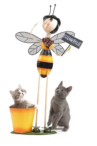 Cat - Chartreux kitten & grey & white ktten in studio playing with Bee garden ornament