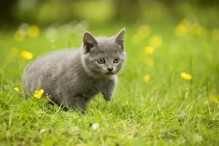Framed Print : Cat - Chartreux kitten stalking Framed Print : Cat - Chartreux kitten stalking