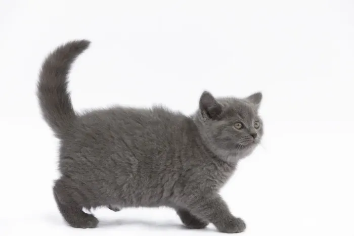 Framed Print : Cat - Chartreux kitten in studio Framed Print : Cat - Chartreux kitten in studio