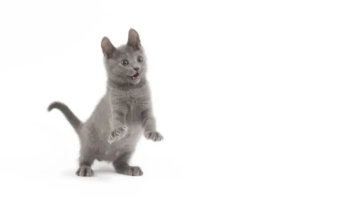 Framed Print : Cat - Chartreux kitten in studio Framed Print : Cat - Chartreux kitten in studio