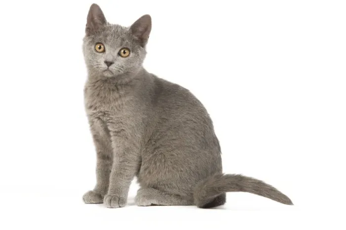 Framed Print : Cat - Chartreux Kitten in studio Framed Print : Cat - Chartreux Kitten in studio