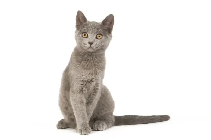Framed Print : Cat - Chartreux Kitten in studio Framed Print : Cat - Chartreux Kitten in studio