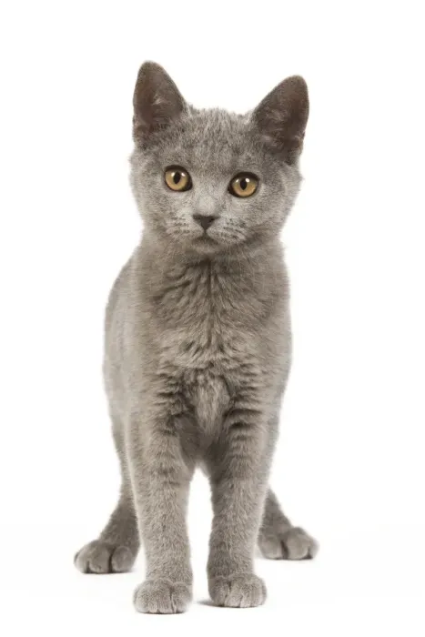 Framed Print : Cat - Chartreux Kitten in studio Framed Print : Cat - Chartreux Kitten in studio