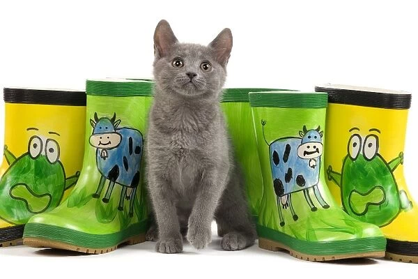 Cat - Chartreux kitten in studio with brightly coloured wellington boots