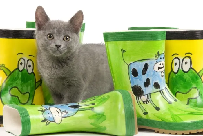Framed Print : Cat - Chartreux kitten in studio with brightly coloured wellington boots Framed Print : Cat - Chartreux kitten in studio with brightly coloured wellington boots