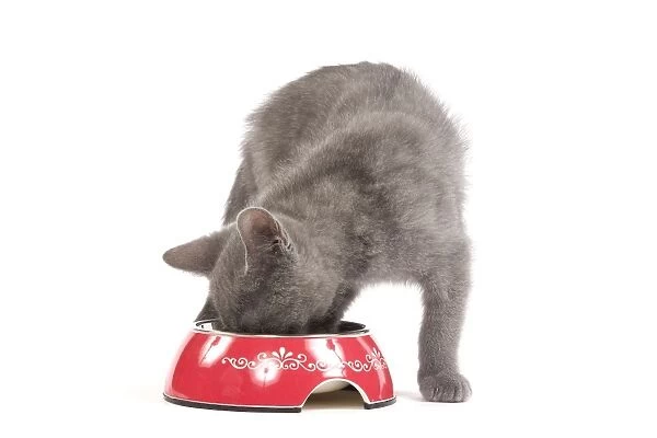 Cat - Chartreux kitten in studio eating from bowl