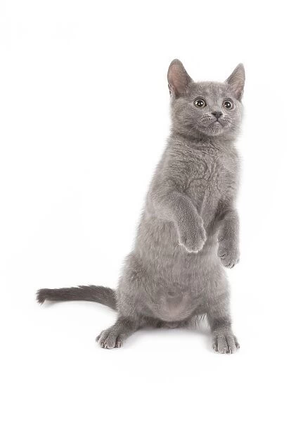 Cat - Chartreux kitten in studio on hind legs