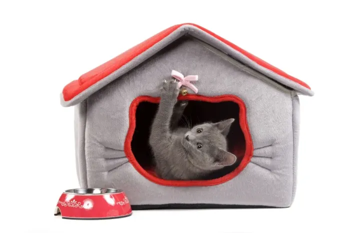 Framed Print : Cat - Chartreux kitten in studio playing in cat bed Framed Print : Cat - Chartreux kitten in studio playing in cat bed