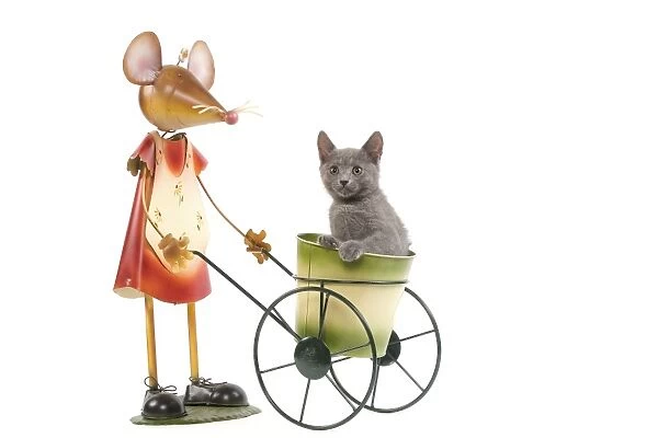 Cat - Chartreux kitten in studio playing with mouse garden ornament - sitting in ornamental wheelbarrow