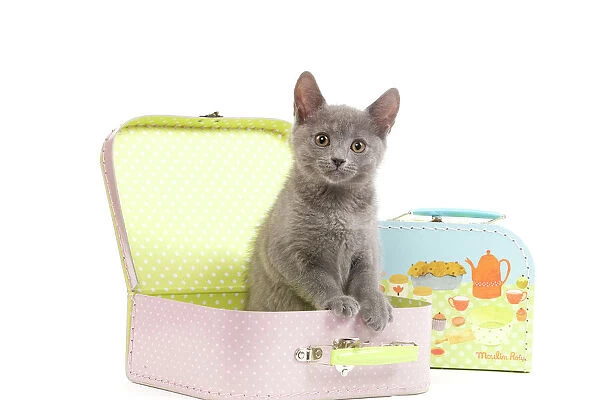 Cat - Chartreux kitten in toy suitcase