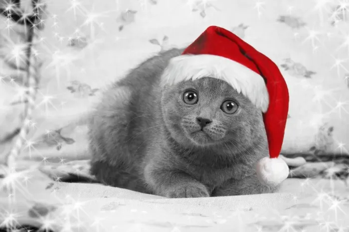 Framed Print : Cat - Chartreux kitten wearing Christmas hat Digital Manipulation: Hat Su, B&W, stars Framed Print : Cat - Chartreux kitten wearing Christmas hat Digital Manipulation: Hat Su, B&W, stars