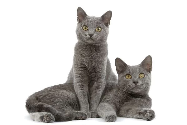 Cat - Chartreux kittens in studio