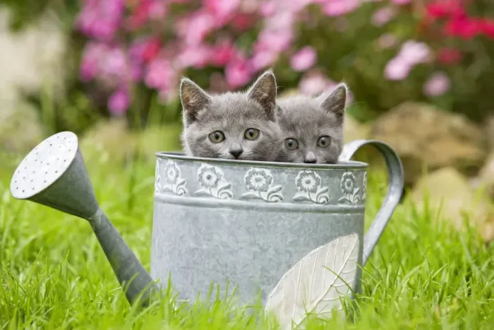 Framed Print : Cat - two Chartreux kittens in watering can