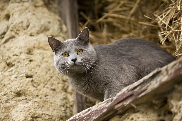 Cat - Chartreux looking out of barn