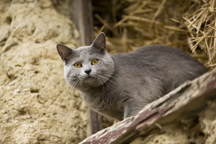 Framed Print : Cat - Chartreux looking out of barn Framed Print : Cat - Chartreux looking out of barn