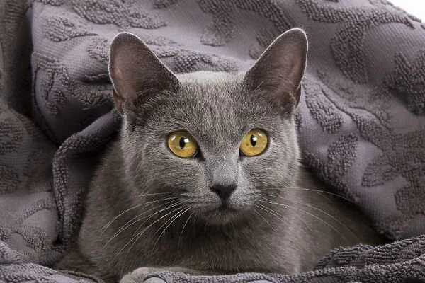 Cat - Chartreux lying in blanket