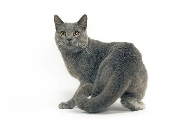 Cat - Chartreux, short hair
