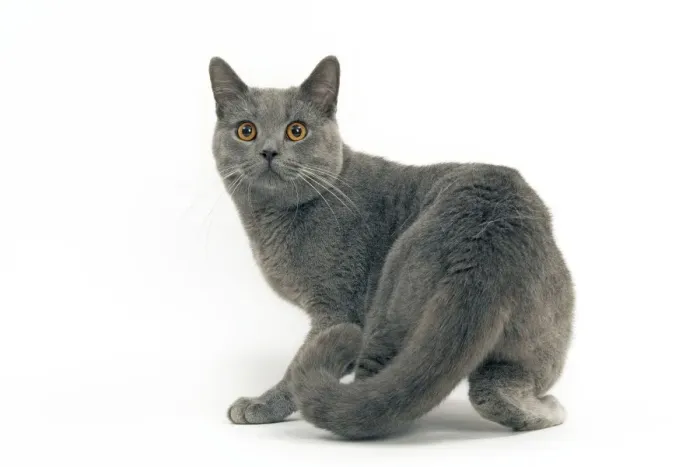 Framed Print : Cat - Chartreux, short hair Framed Print : Cat - Chartreux, short hair