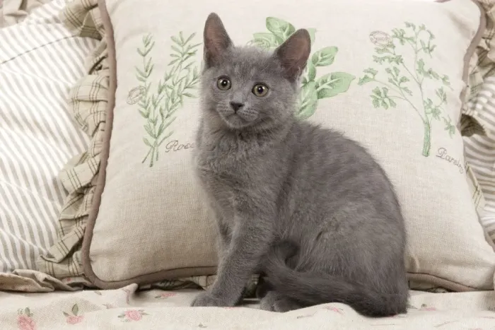 Framed Print : Cat - Chartreux sitting by cushions