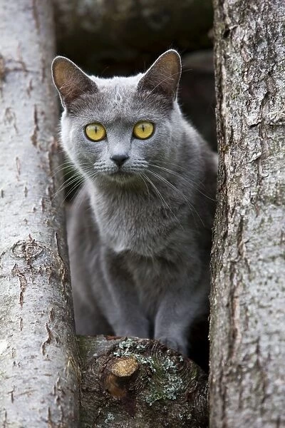 Cat - Chartreux sitting on tree stump